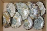 Lot: - Cut/Polished Ammonite Fossils - Pairs #117108-1